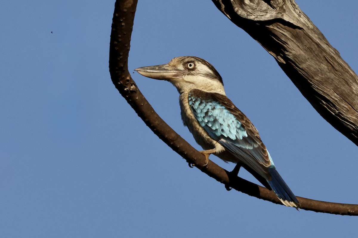 Blue-winged Kookaburra - ML643671578
