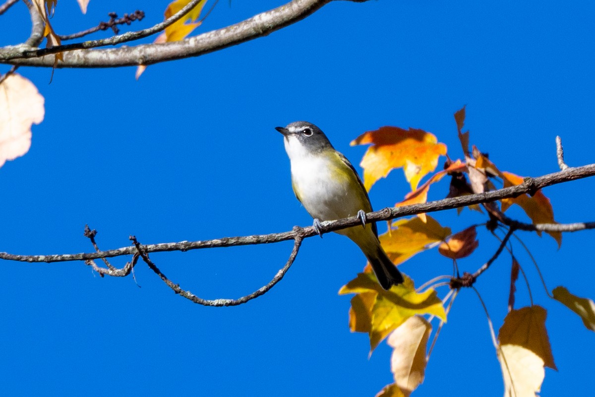 Blue-headed Vireo - ML643671595