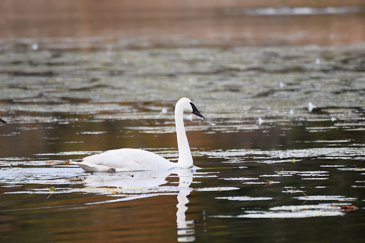 Trumpeter Swan - ML643671596