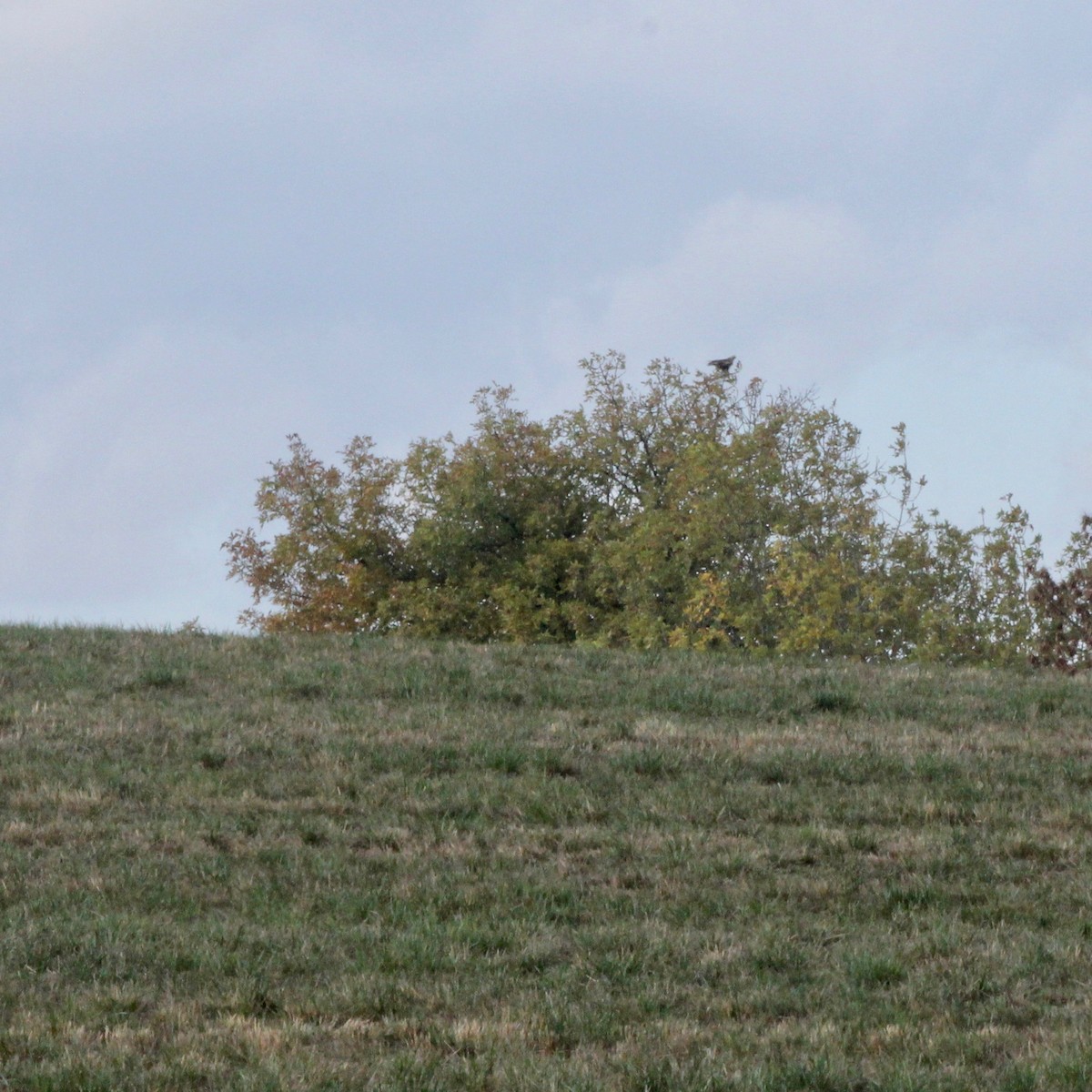 Rough-legged Hawk - ML643671606