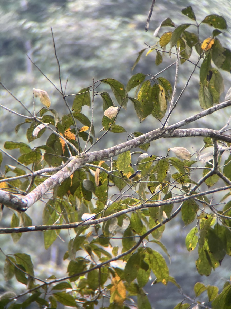 Bananaquit - ML643671607