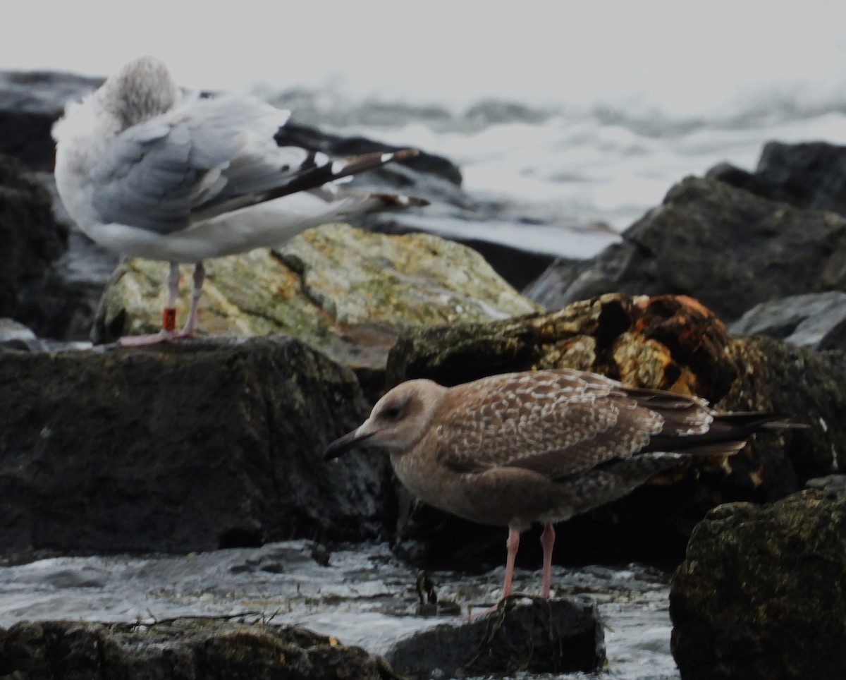 American Herring Gull - ML643671617