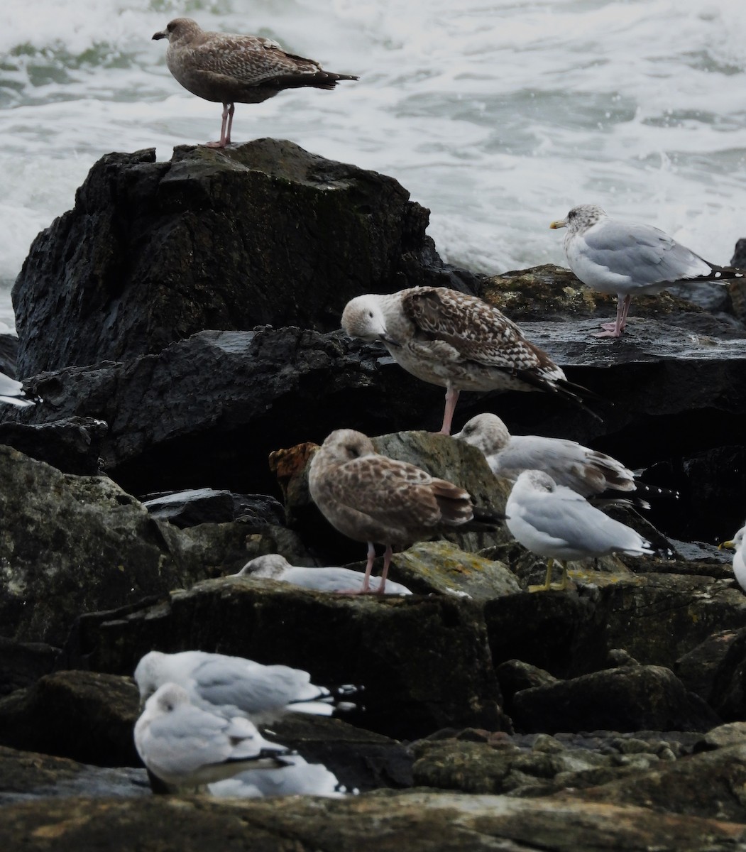 American Herring Gull - ML643671618
