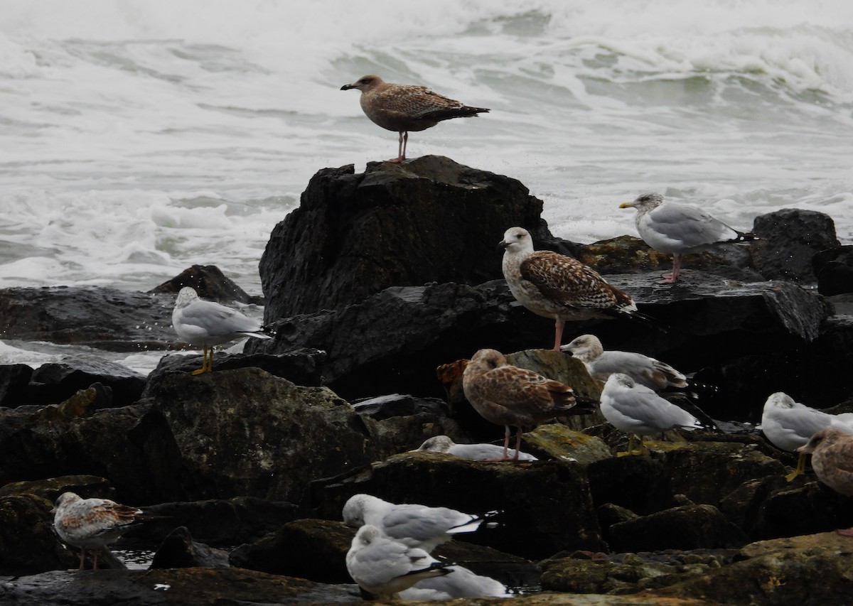 American Herring Gull - ML643671620