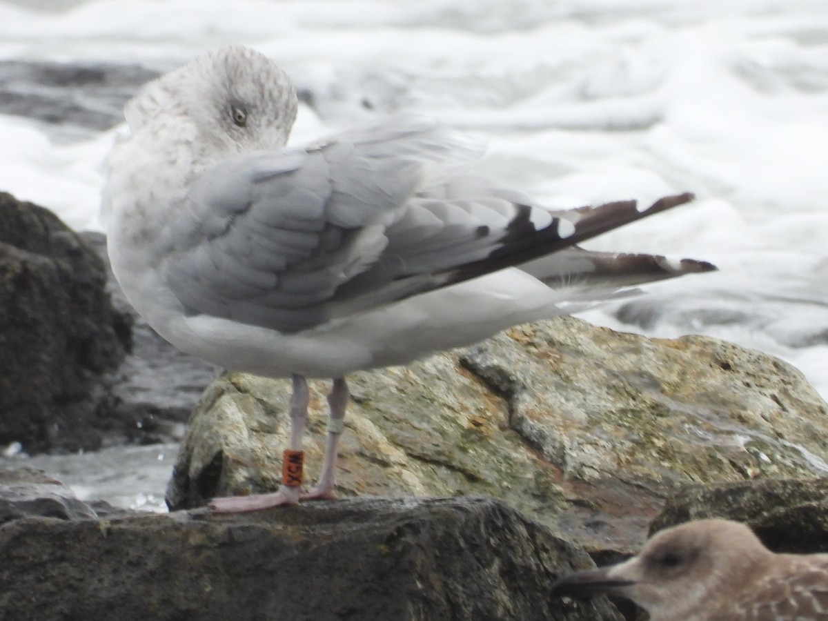 American Herring Gull - ML643671621