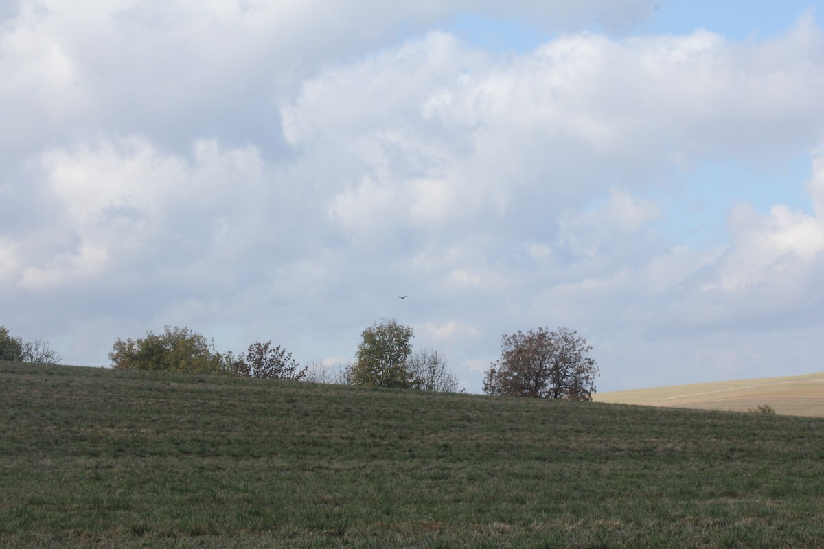 Rough-legged Hawk - ML643671634