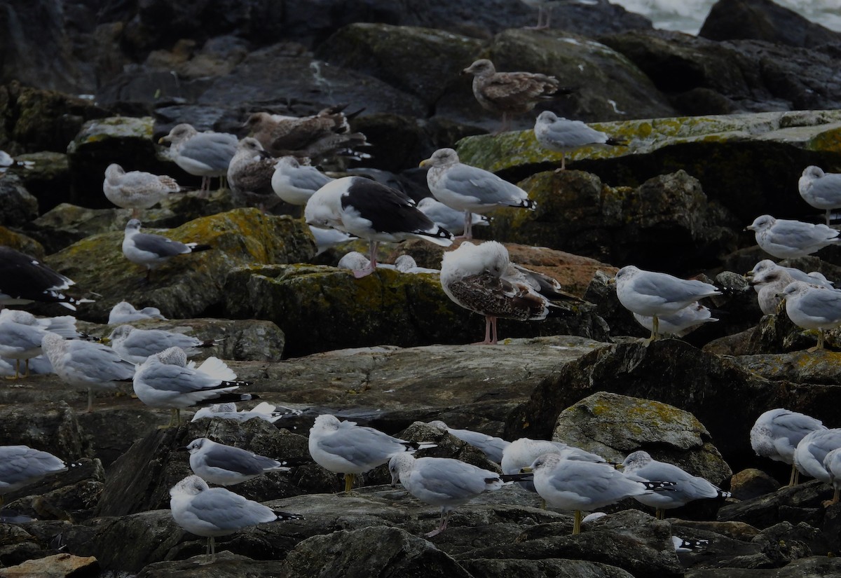 Great Black-backed Gull - ML643671641