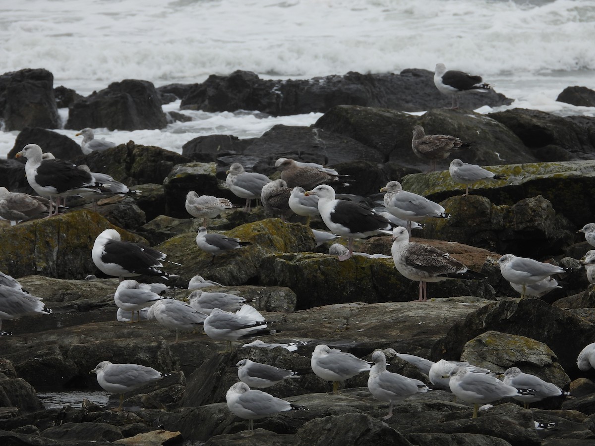 Great Black-backed Gull - ML643671643