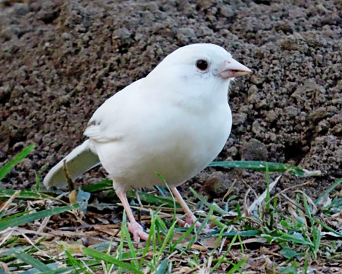 California Towhee - ML643671646