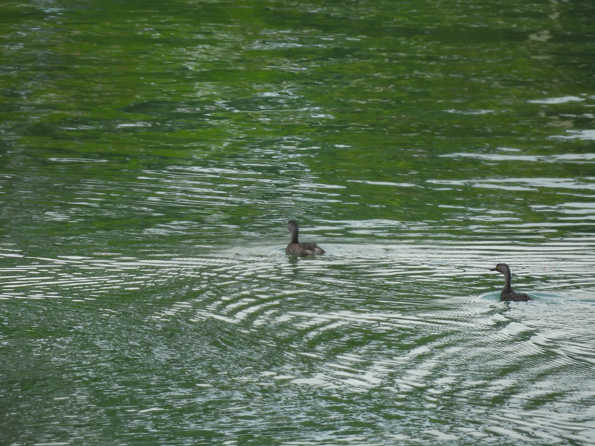 Least Grebe - ML643671652