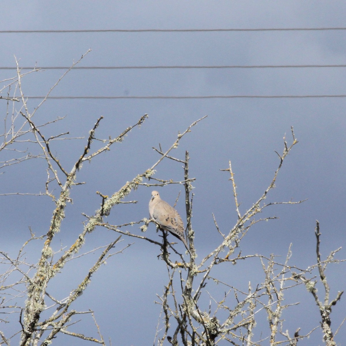 Mourning Dove - ML643671661