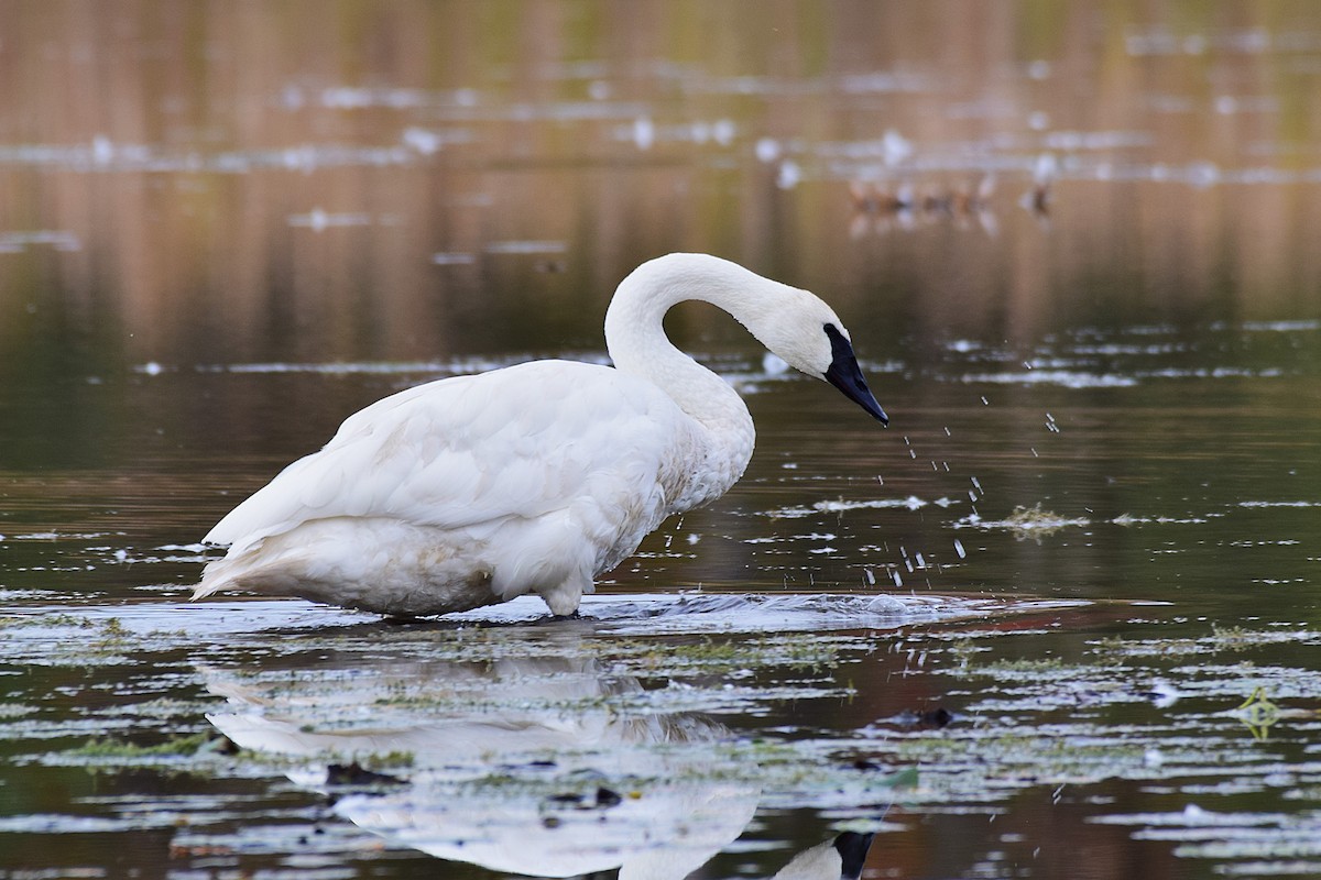 Trumpeter Swan - ML643671666