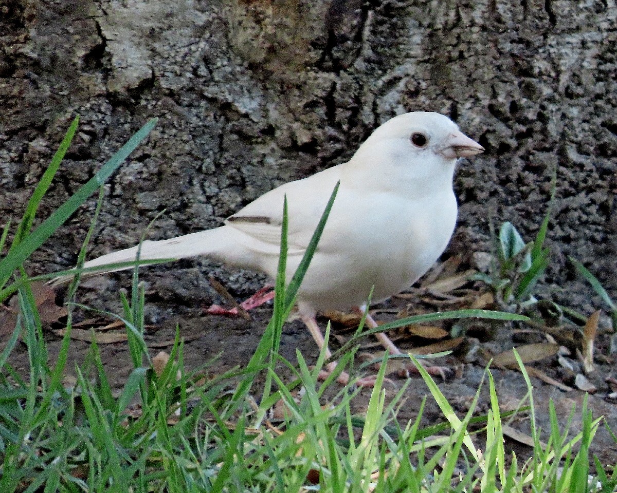 California Towhee - ML643671668