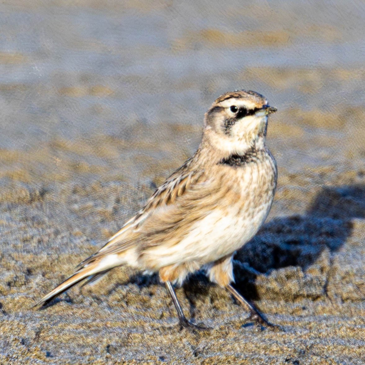 ハマヒバリ - ML643671673