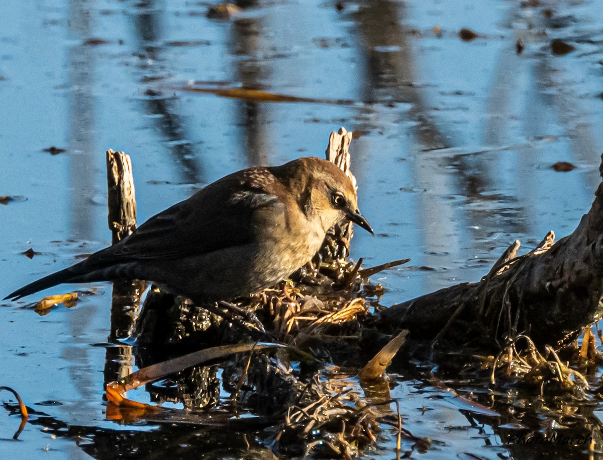 Rusty Blackbird - ML643671677