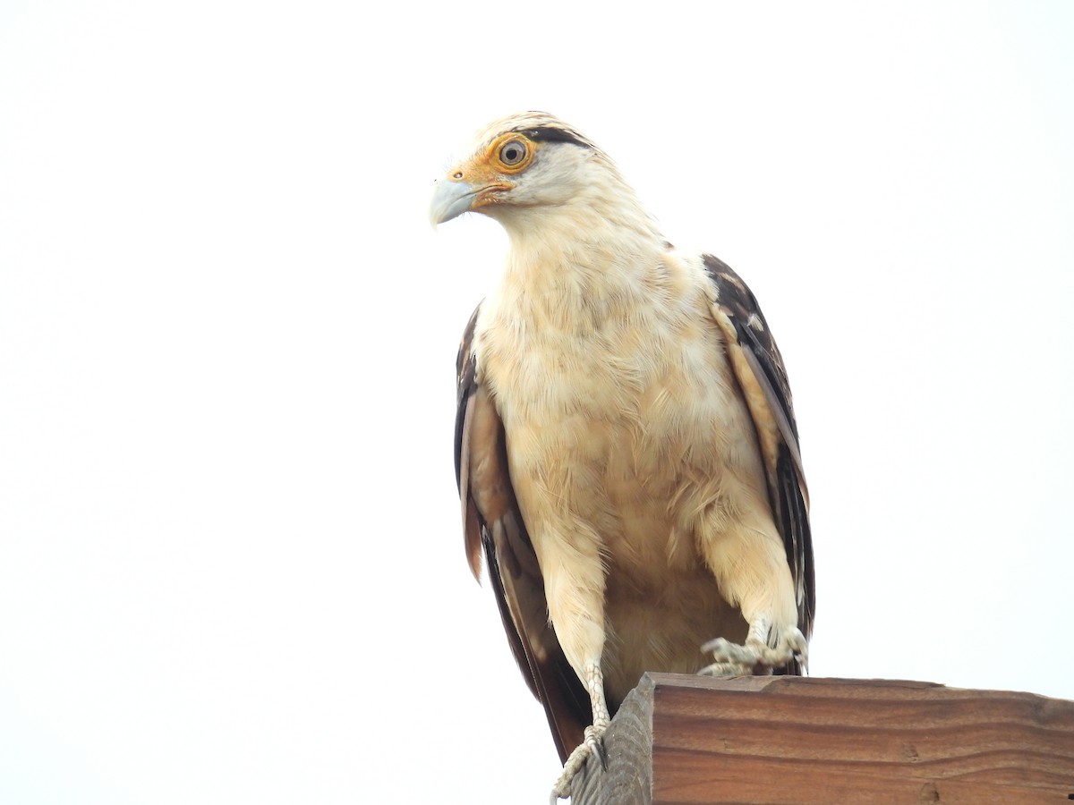 Yellow-headed Caracara - ML643671678