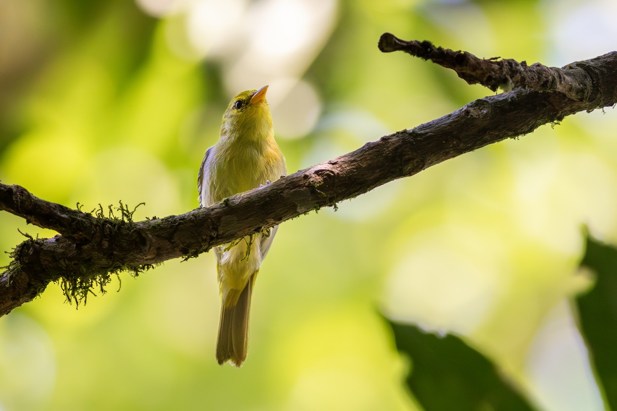 Rufous-headed Tanager - ML643671684