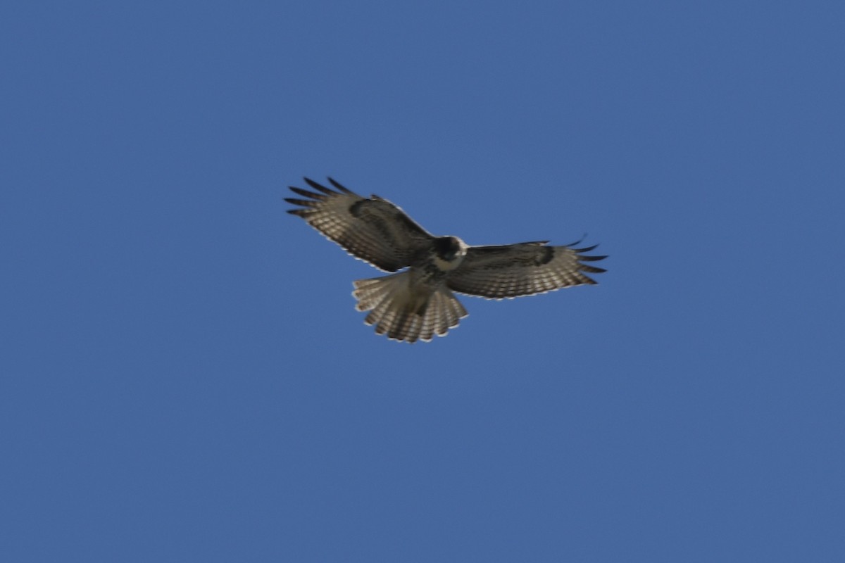Zapelatz buztangorria - ML643671687