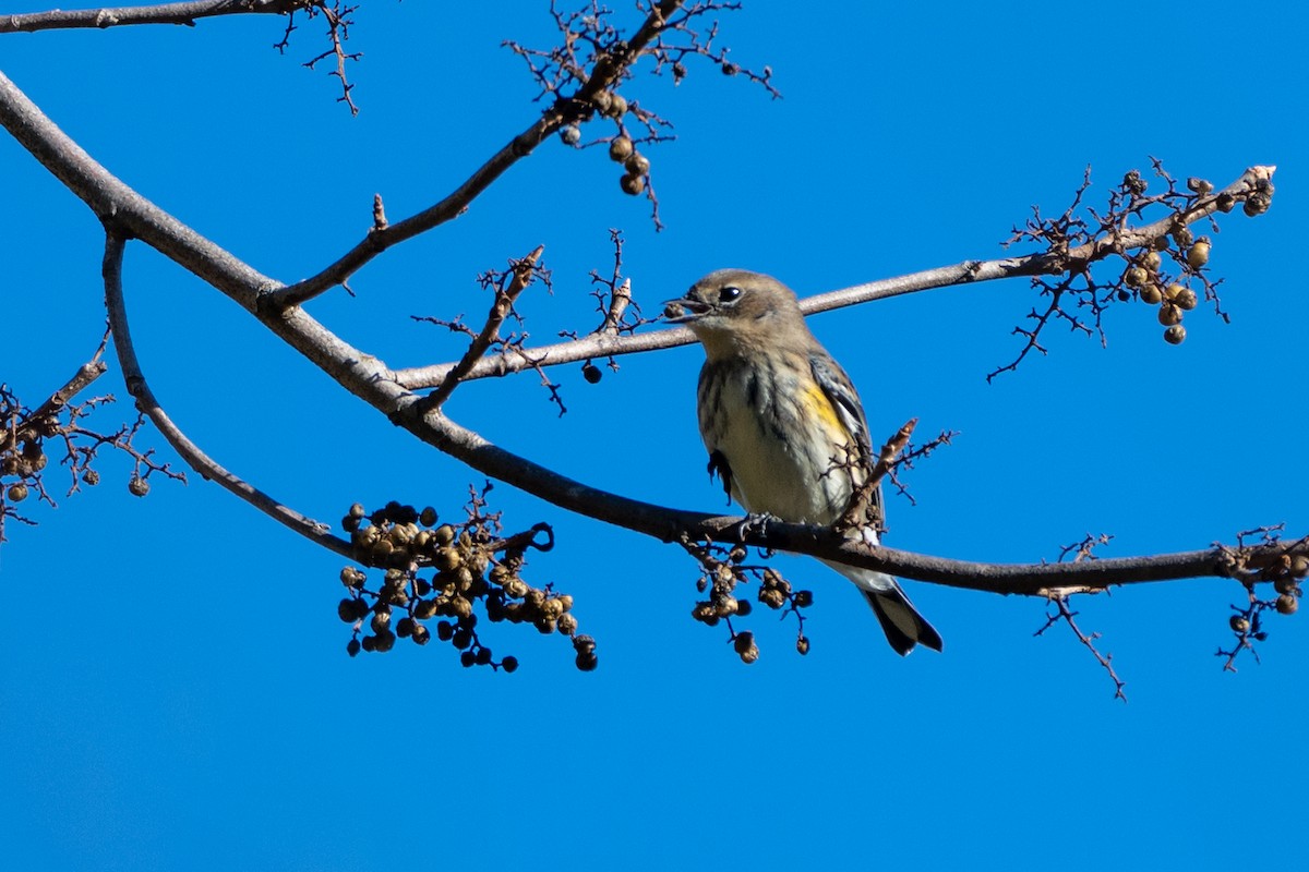 Yellow-rumped Warbler - ML643671711
