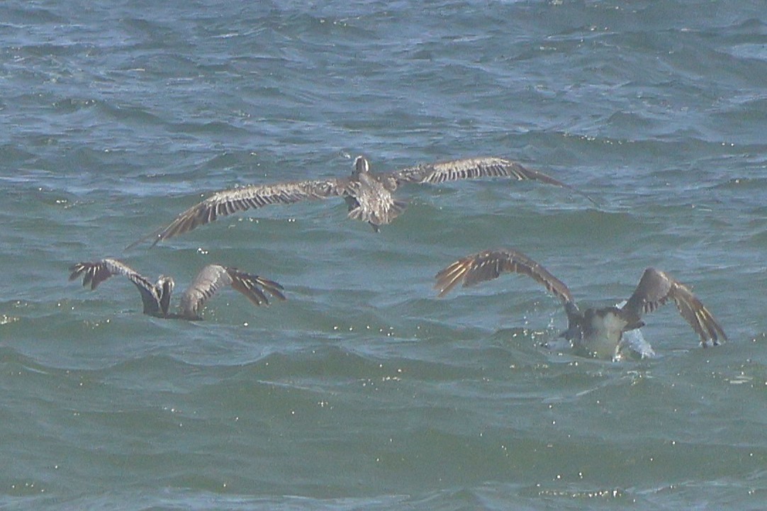 Brown Pelican - ML643671713
