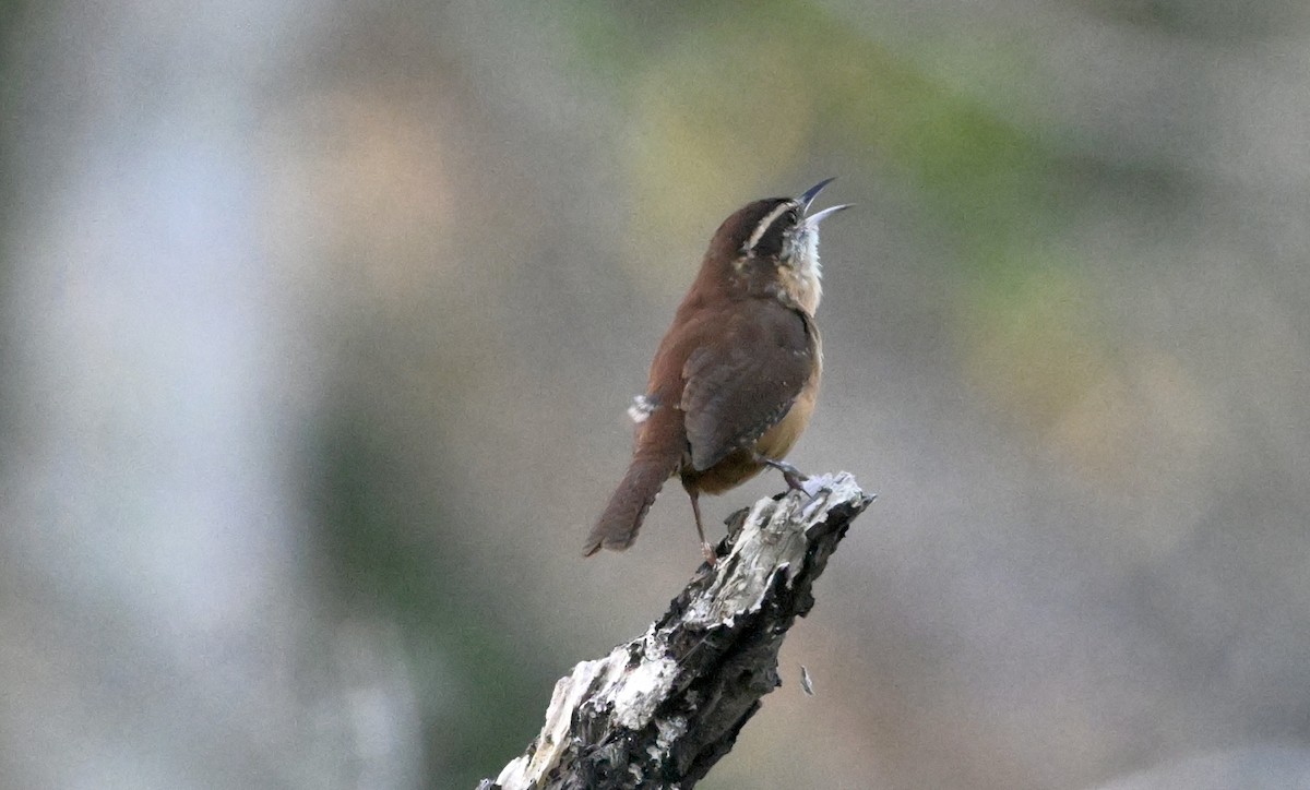 Carolina Wren - ML643671716
