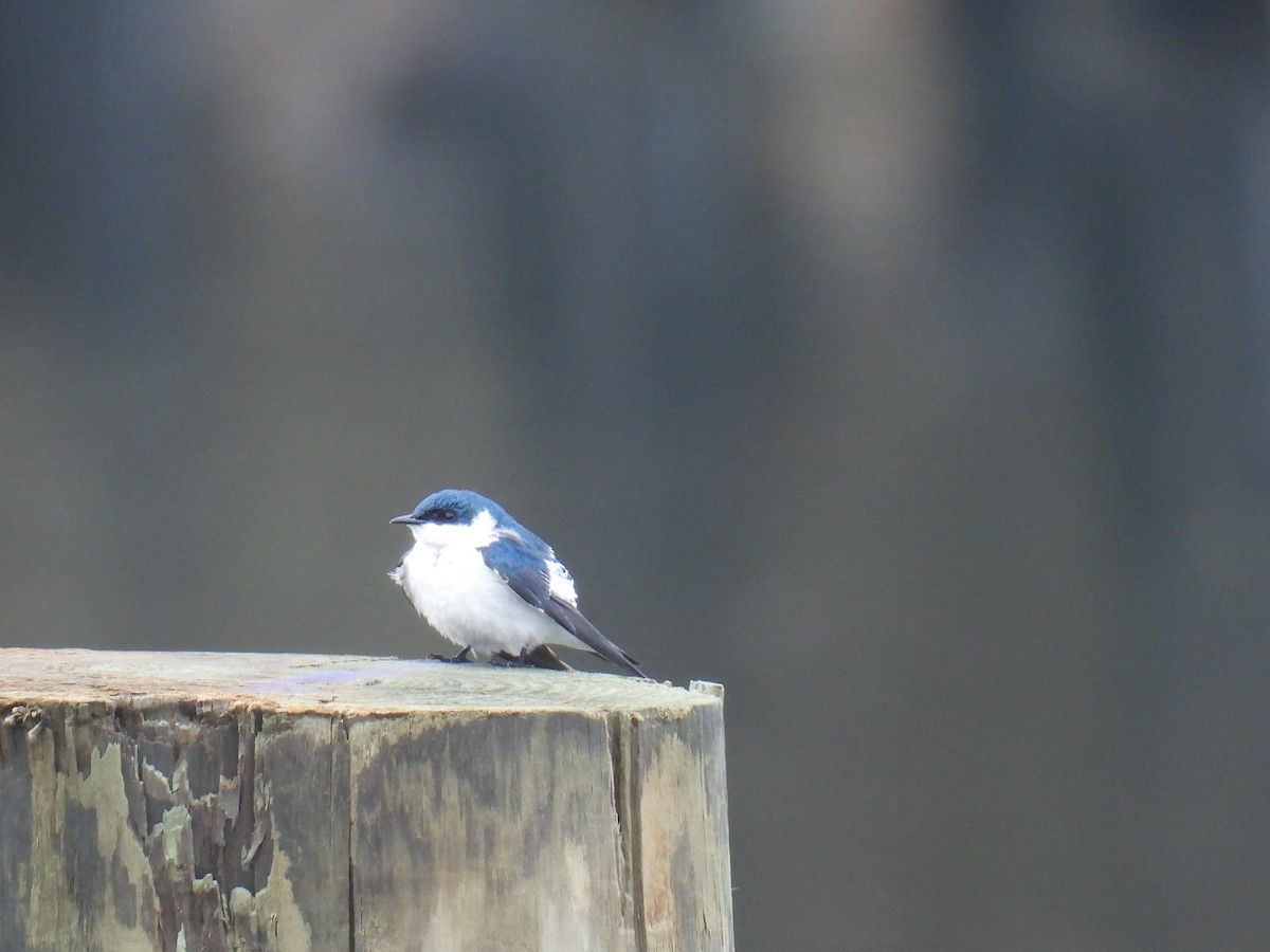 White-winged Swallow - ML643671717