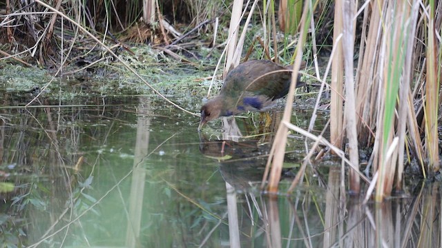 Purple Gallinule - ML643671719