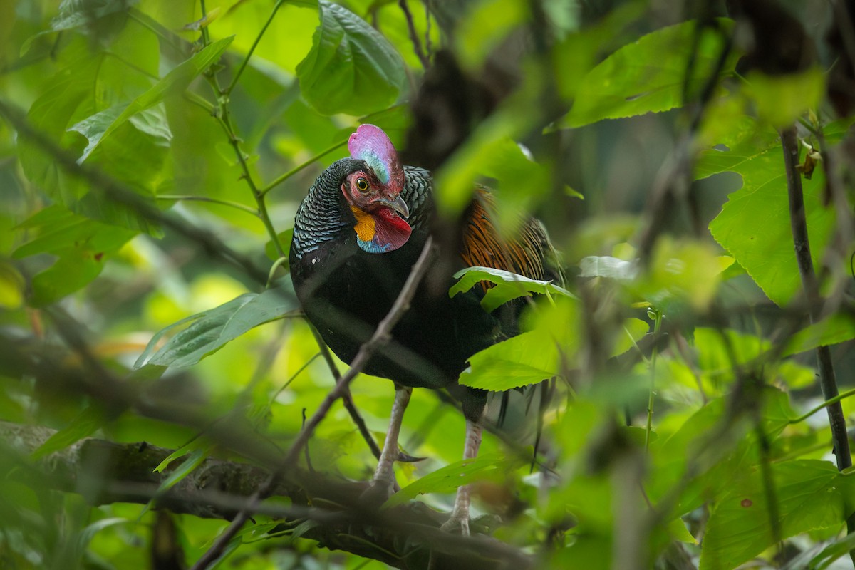 Green Junglefowl - ML643671721