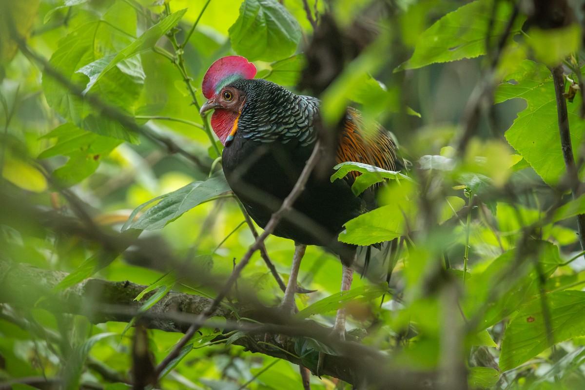 Green Junglefowl - ML643671723