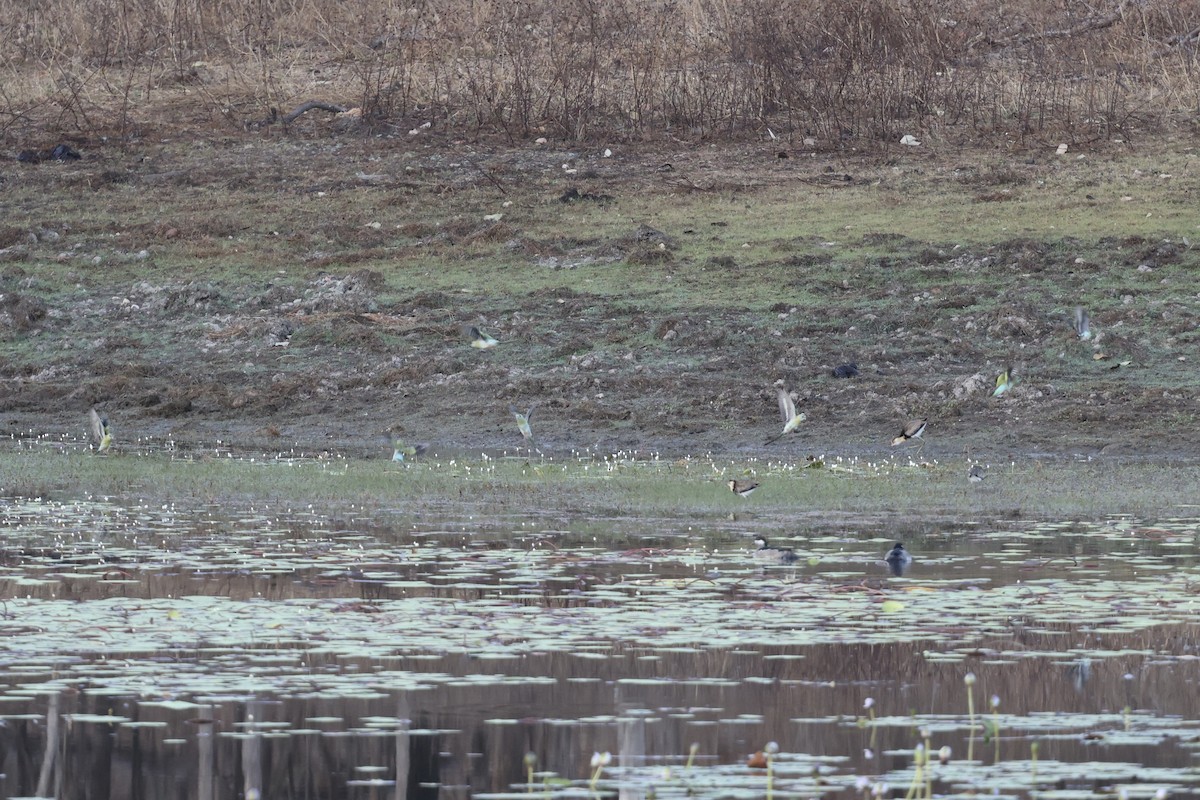 Golden-shouldered Parrot - ML643671731