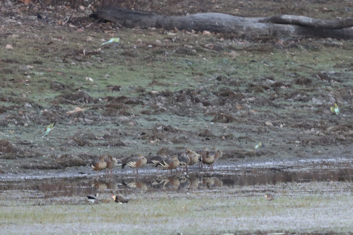 Golden-shouldered Parrot - ML643671732