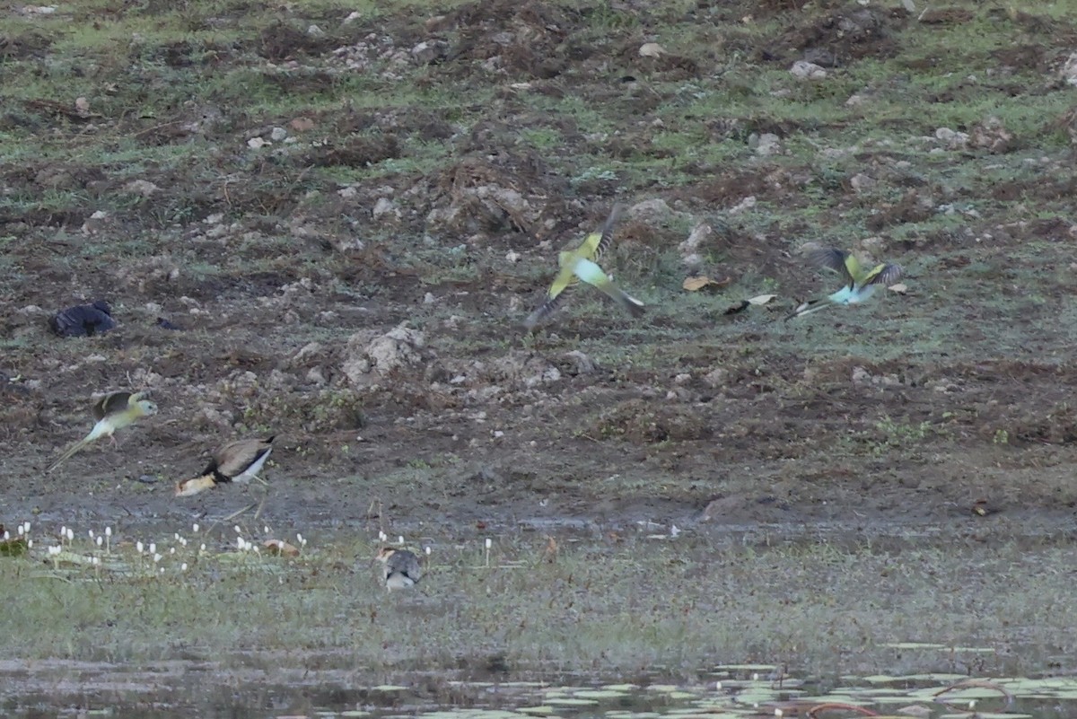 Golden-shouldered Parrot - ML643671733