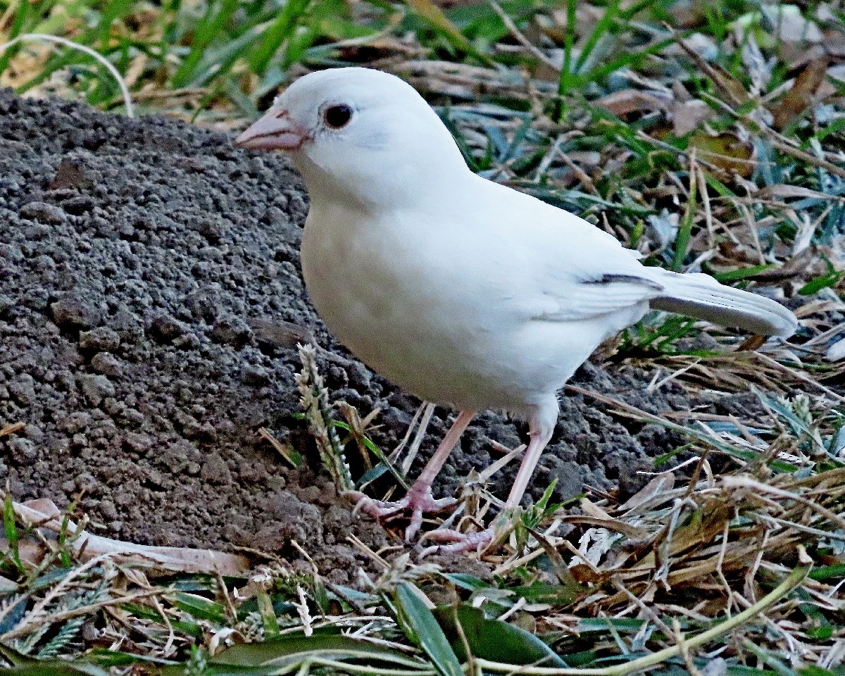 California Towhee - ML643671734
