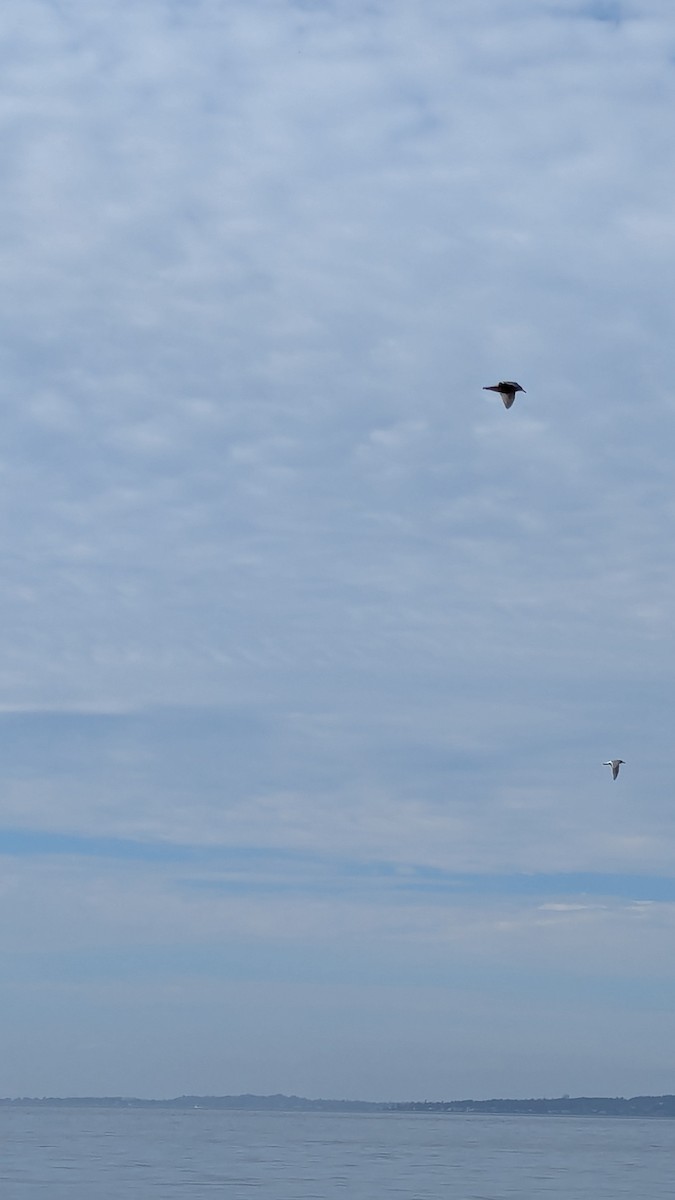 racek aljašský - ML643671749