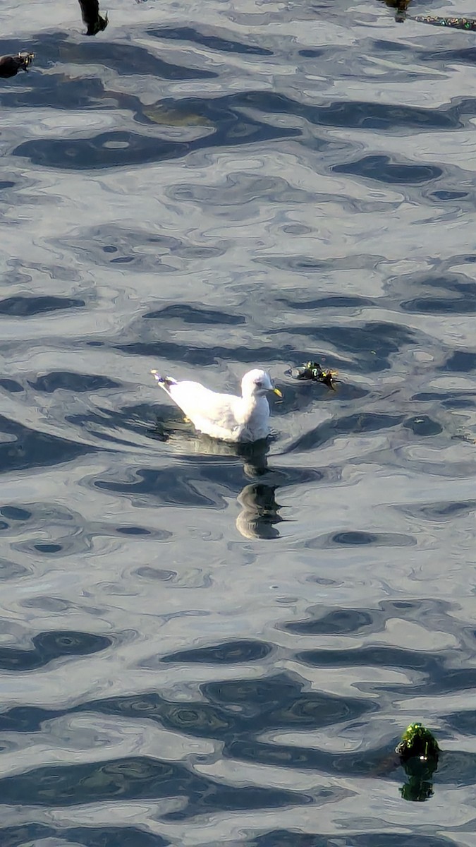 racek aljašský - ML643671750