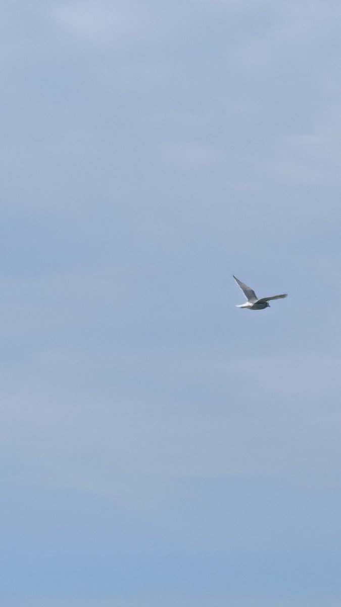 racek aljašský - ML643671751