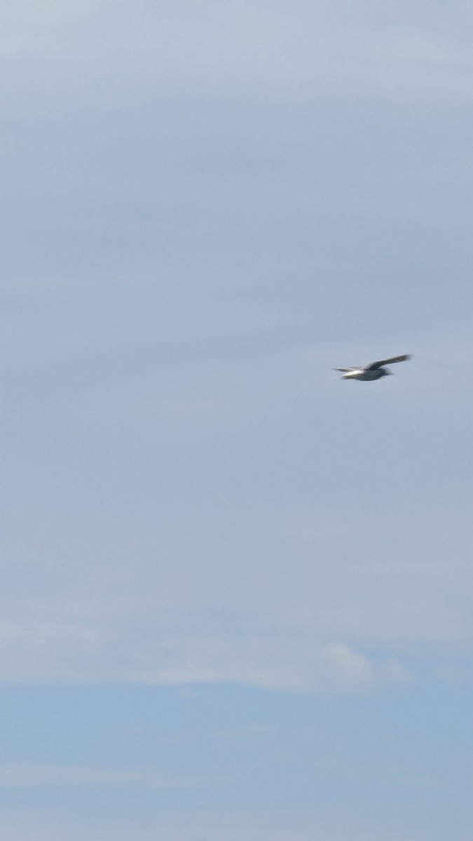 racek aljašský - ML643671752