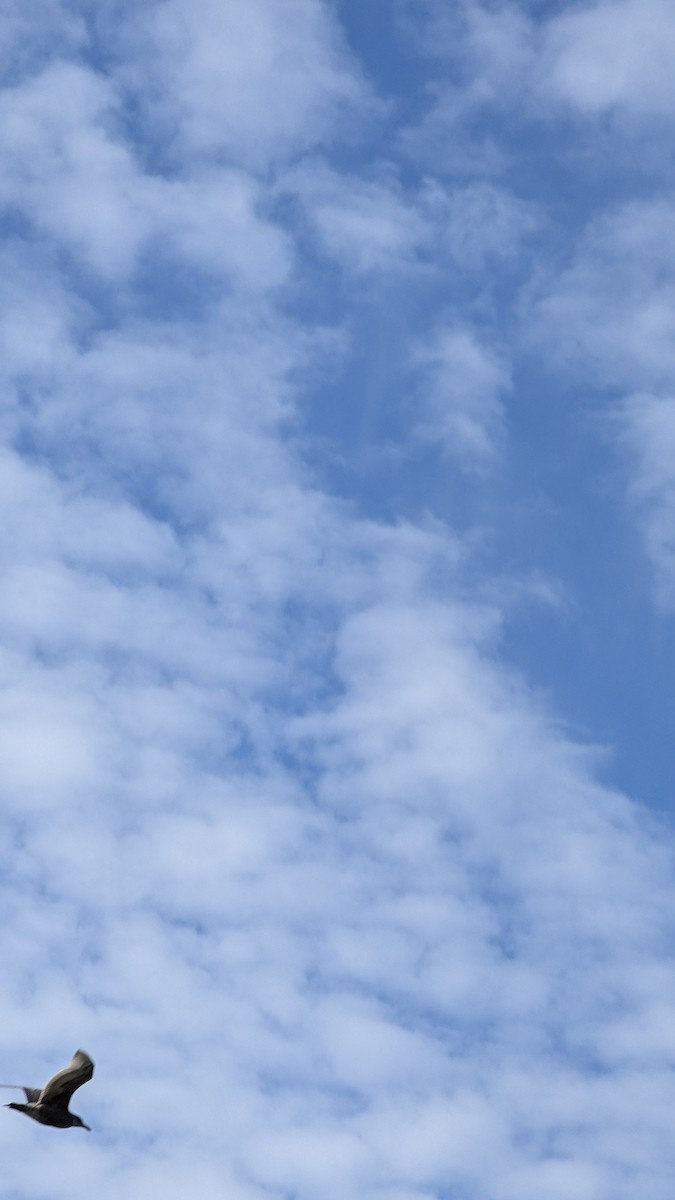 racek aljašský - ML643671753