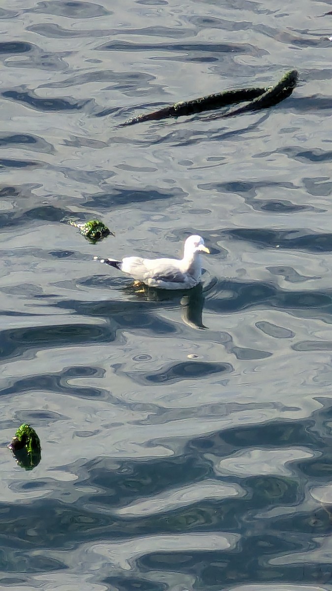 racek aljašský - ML643671754