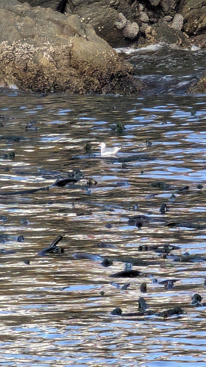 racek aljašský - ML643671755