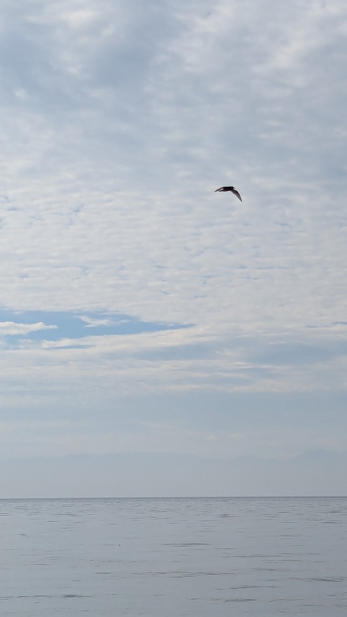 racek aljašský - ML643671756