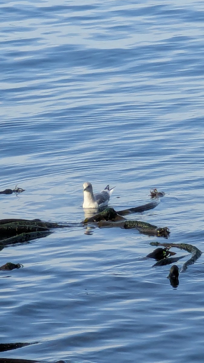 racek aljašský - ML643671757