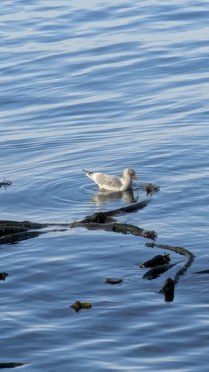 racek aljašský - ML643671758