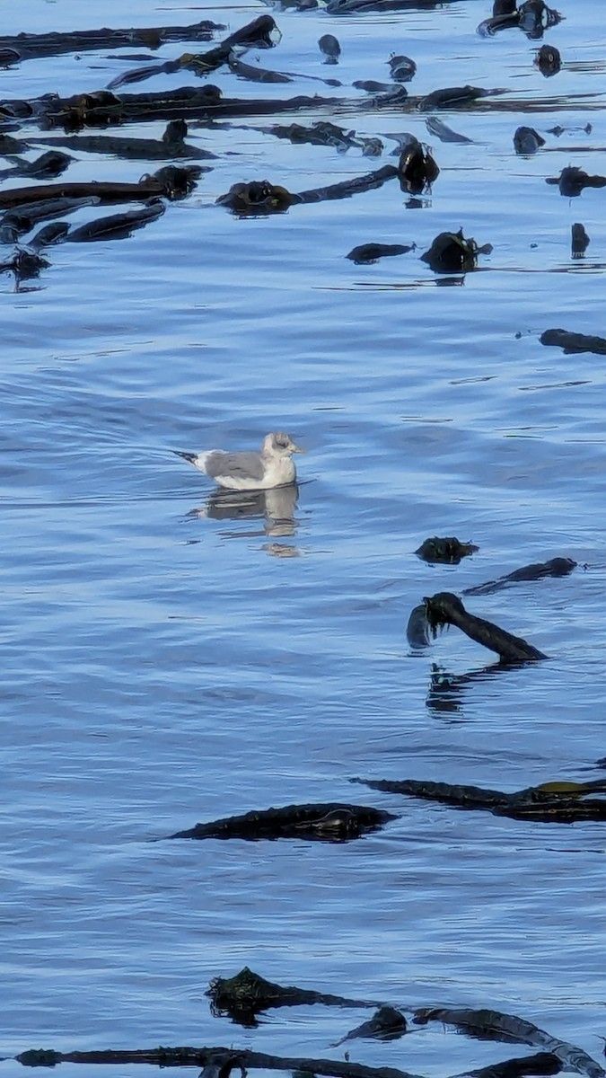 racek aljašský - ML643671759