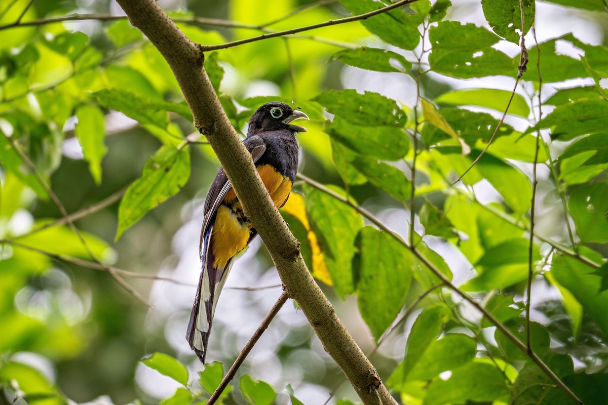 Green-backed Trogon - ML643671762