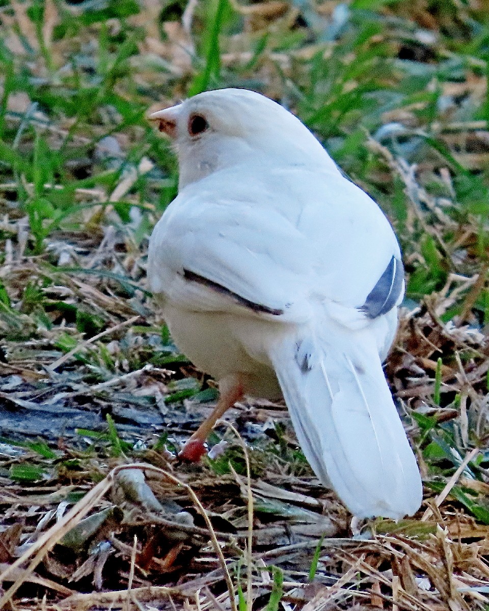 California Towhee - ML643671763