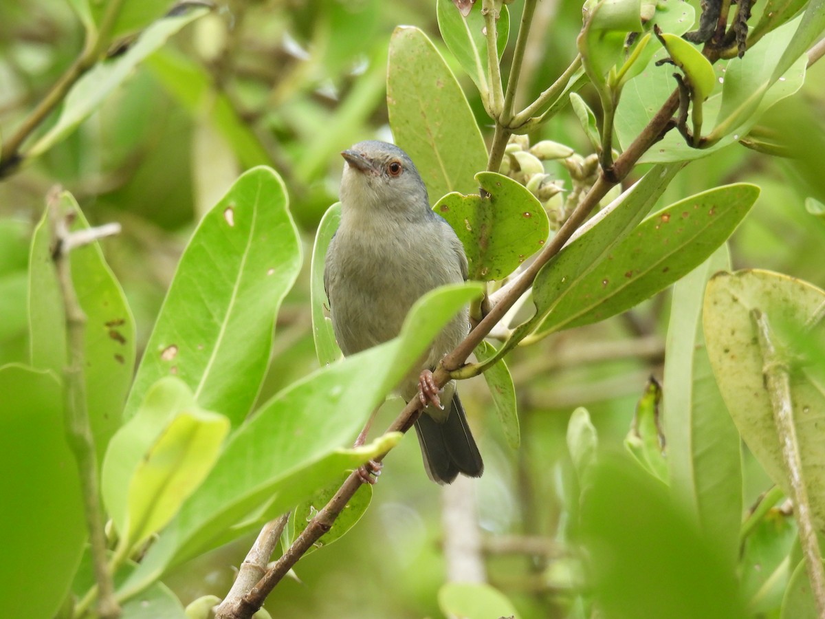 Bicolored Conebill - ML643671774