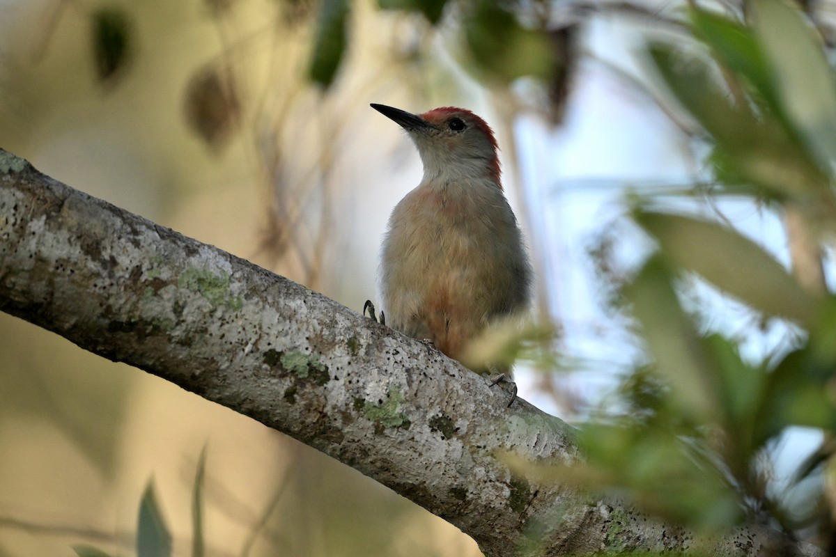 Pic à ventre roux - ML643671776