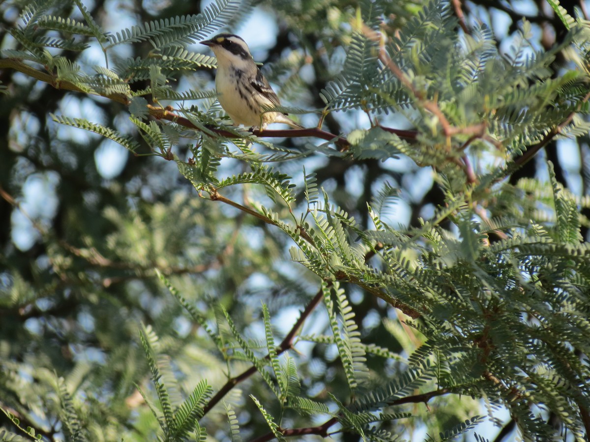 Black-throated Gray Warbler - ML643671790