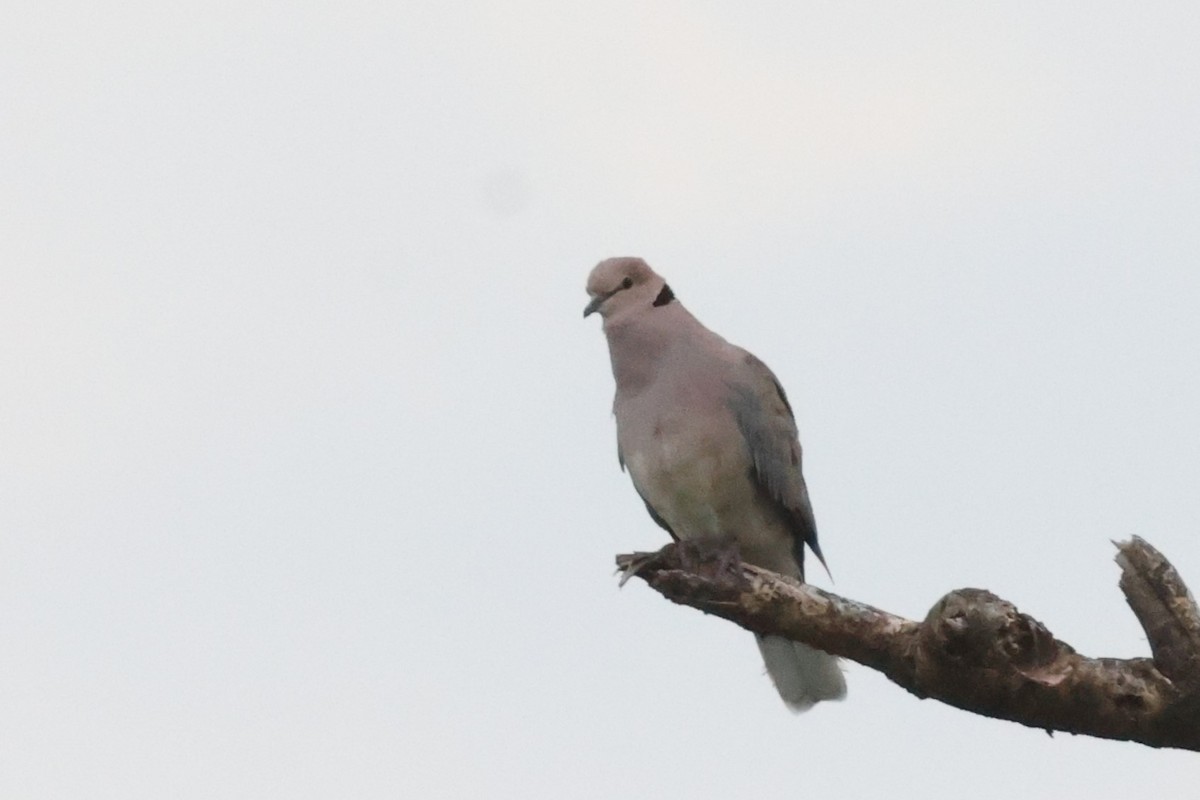 Vinaceous Dove - ML643671795